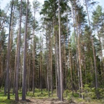 Převážně borový les 3,8 ha v Lavičné u Poličky,. okr. Svitavy