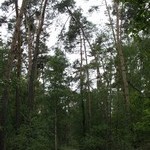 Převážně borový les o výměře 109 ha v okrese Přelouč