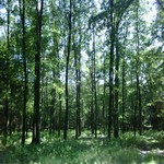 Prodej borového lesa 220 ha v Brodcích nad Jizerou, okr. MB