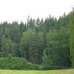 Převážně smrkový les 3,4 ha v Chlistově, okres Klatovy