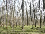 Lužní les o výměře 78ha u Poděbrad