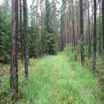 Borový les  3,3 ha v k.ú. Borkovice, okres Tábor