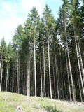 Úspěšný prodej kvalitního zašetřeného lesa o výměře přes 200ha u Klatov v blízkosti Plánice