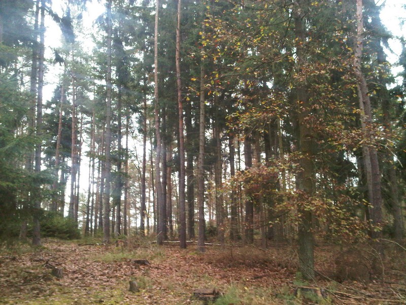 Převážně jehličnatý les o výměře 6,4 ha v okrese Písek