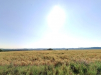 Prodej 6,9 ha zemědělských pozemků v k.ú. Malá Lečice